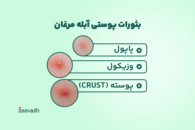 عکس ابله مرغان در بزرگسالی